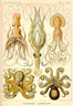 haeckel.jpg
