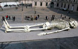 skeleton.jpg