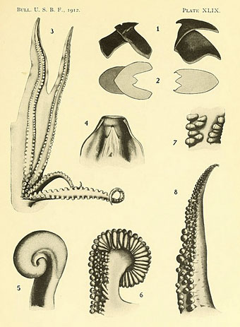 cephalopoda2.jpg