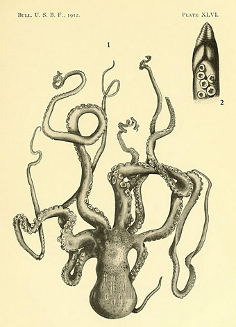 cephalopoda3.jpg