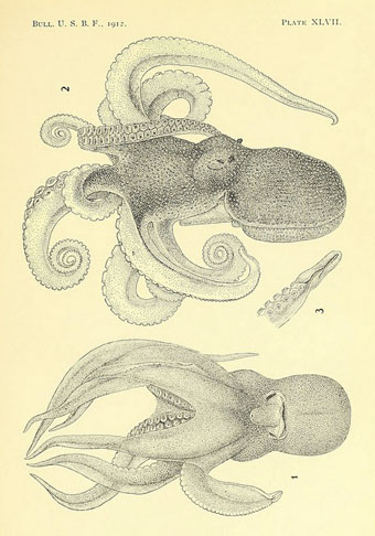 cephalopoda4.jpg