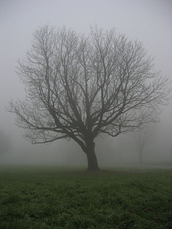 mist3.jpg