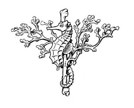 woodroffe03.jpg